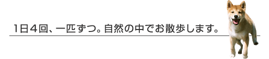 1日4回、い匹ずつ。自然の中で、お散歩します。