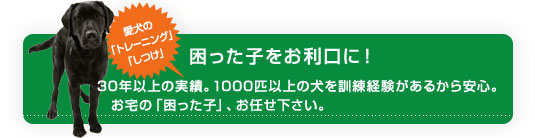困った子をお利口に。トレーニング、しつけ
